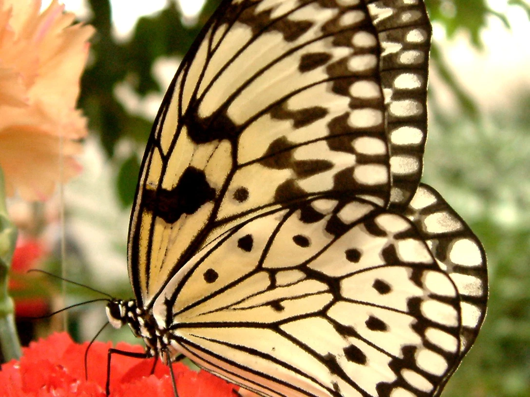 Schmetterlingshaus Jonsdorf