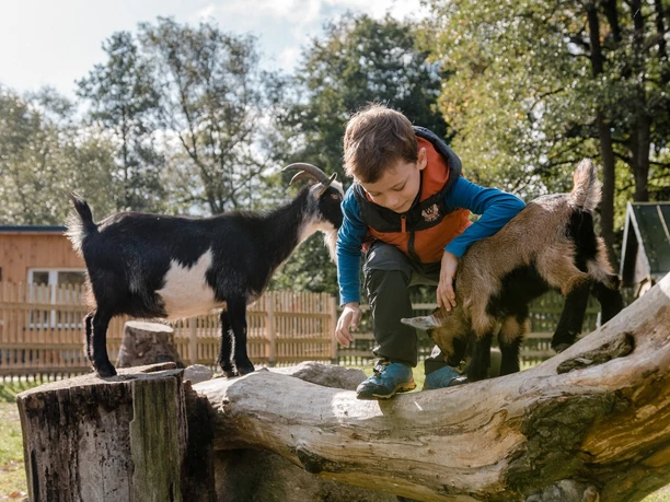 Wildpark Osterzgebirge