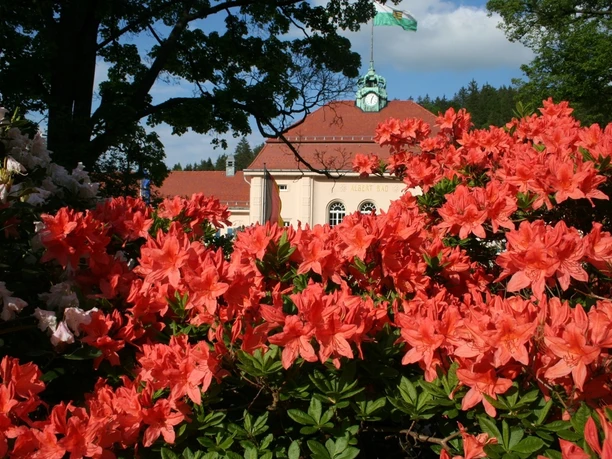 Rhododendronblüte vor dem Albert Bad