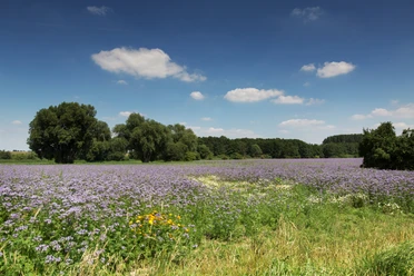 Wandern durch Sommerwiesen