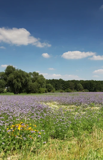 Wandern durch Sommerwiesen
