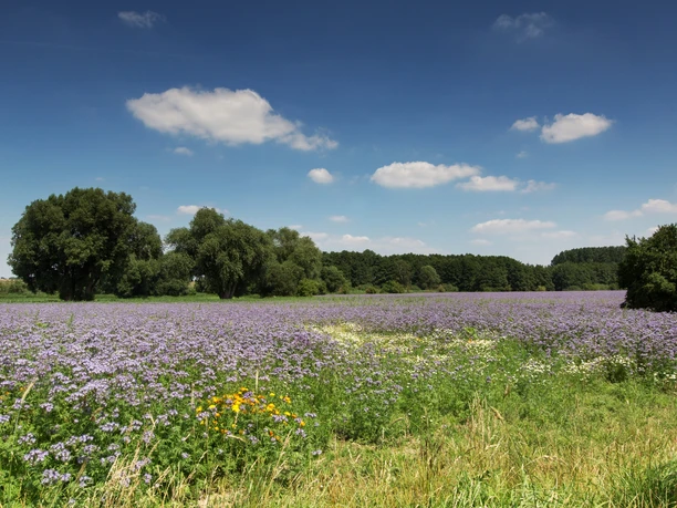 Wandern durch Sommerwiesen