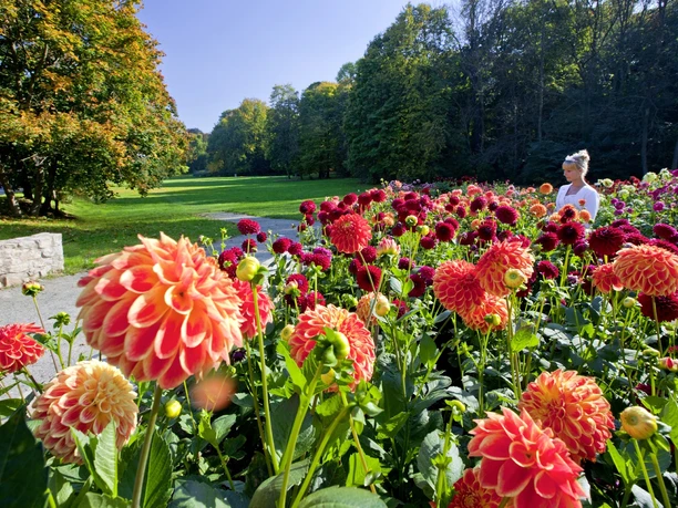 Dahlien in Bad Köstritz