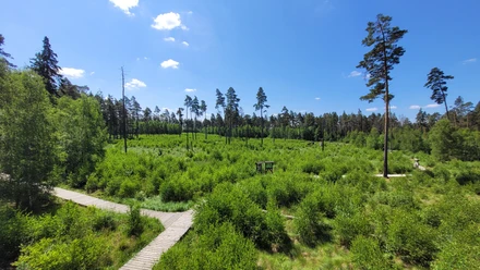 Blick vom Aussichtsturm im Pöllwitzer Wald