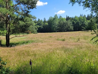 Sommer im Pöllwitzer Wald