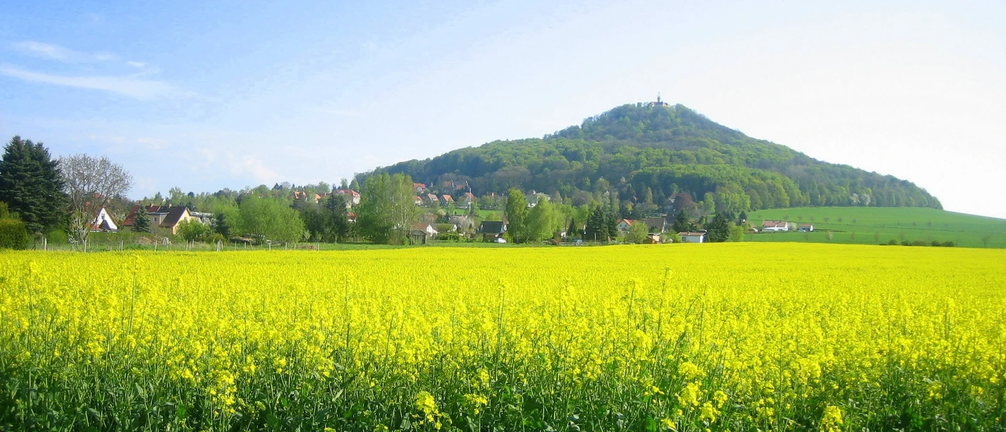 Landeskrone, Görlitz - Rapsfeld