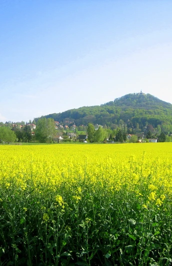 Landeskrone, Görlitz - Rapsfeld