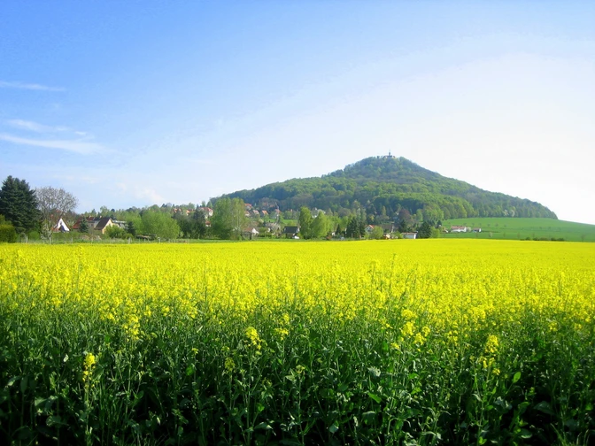 Landeskrone, Görlitz - Rapsfeld