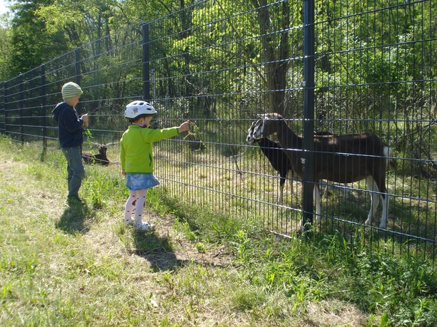 Berzdorfer See, Ziegengehege