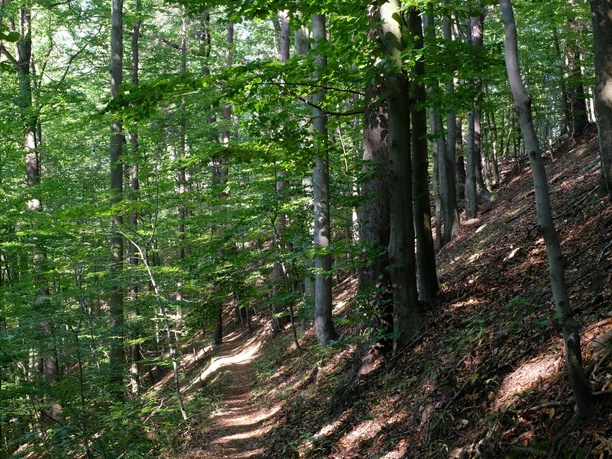 Kälbersteig