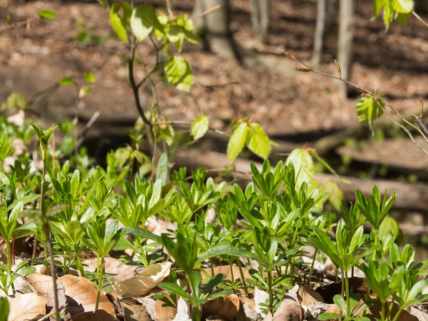 Echter Waldmeister
