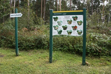 Waldlehrpfad Buchenhain