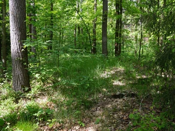 Hügelgrab bei Bad Köstritz