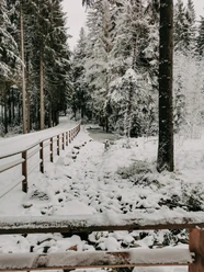 Am Hochmoor Grünheide im Winter