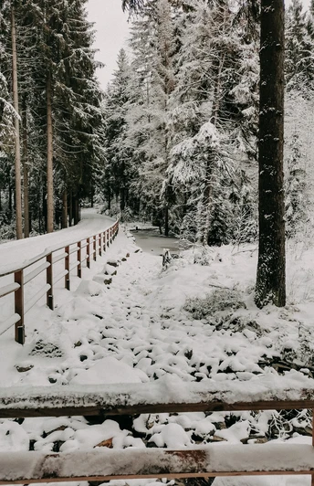 Am Hochmoor Grünheide im Winter