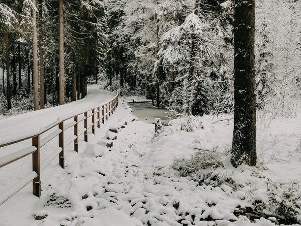 Am Hochmoor Grünheide im Winter