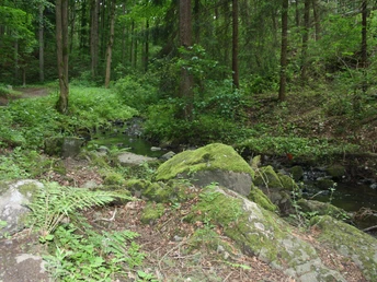 Wildromantisches Nymphental