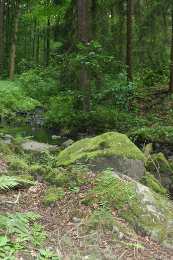 Wildromantisches Nymphental