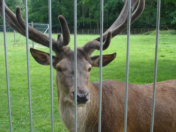 Das Tiergehege der Stadt Greiz