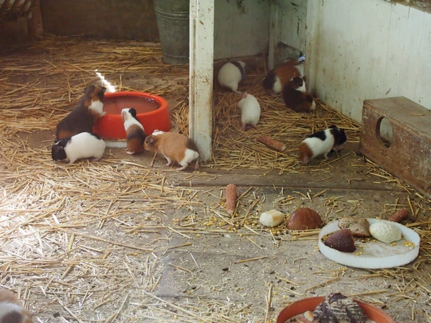 Das Tiergehege der Stadt Greiz