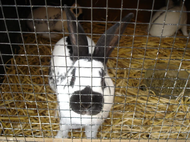 Das Tiergehege der Stadt Greiz