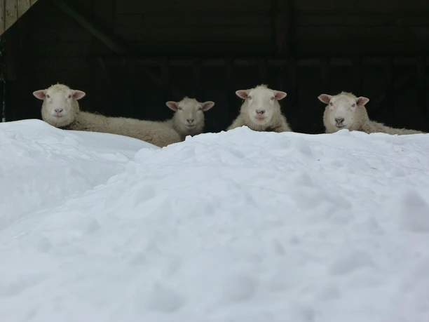 Tiergehege am Schneckenstein im Winter