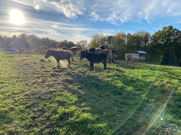 Haustiere an der Borngasse
