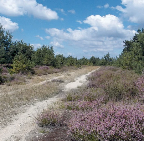 Heideweg am Flugfeld Zochauer Heide