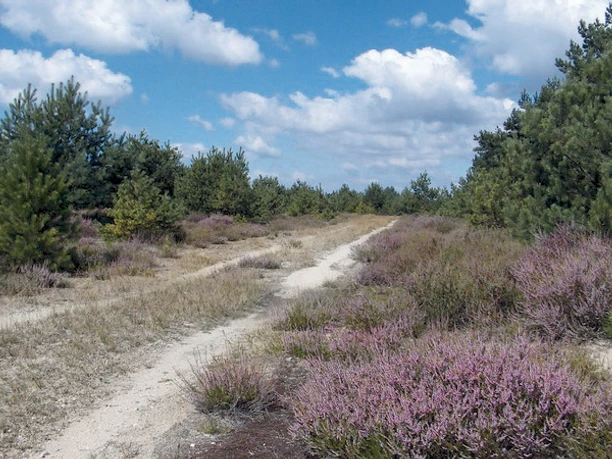 Heideweg am Flugfeld Zochauer Heide