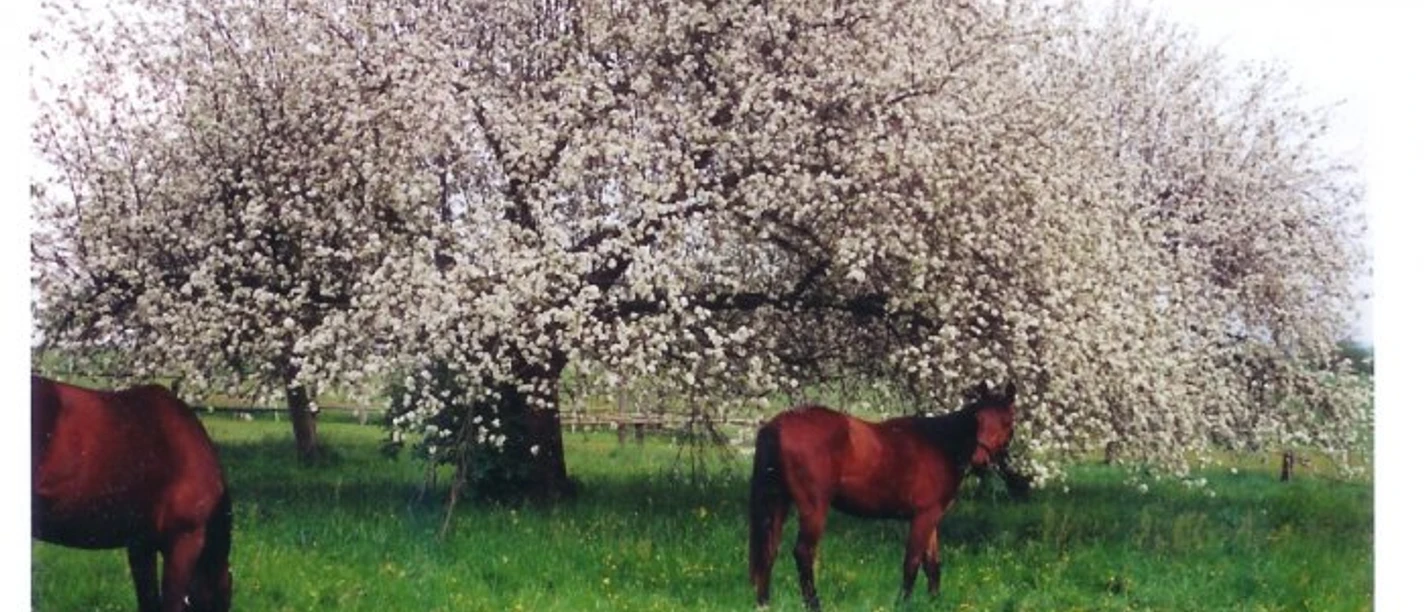 Pferd unter Apfelbaum