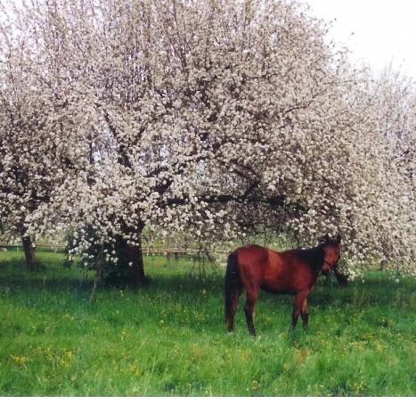 Pferd unter Apfelbaum