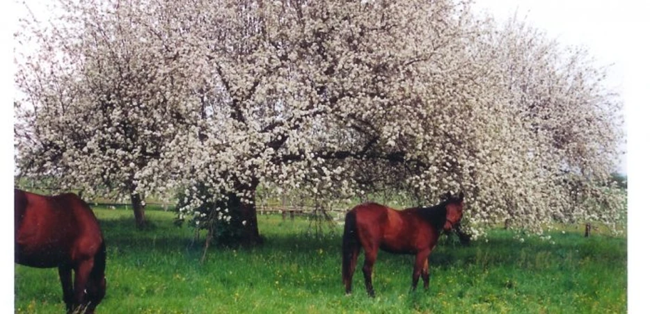 Pferd unter Apfelbaum