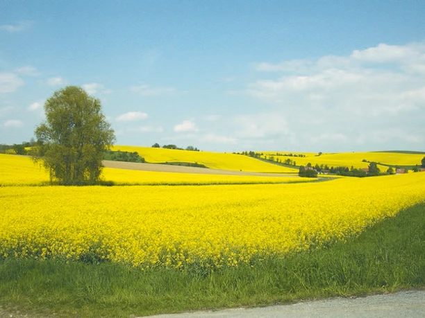 Landschaftsidylle im Frühling