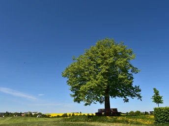 Reuther Linde im Frühling