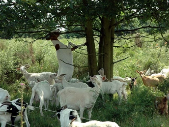 Ziegen Wahner Heide