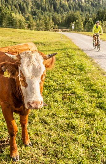 Gut ausgebaute Radwege in der Zugspitz Region