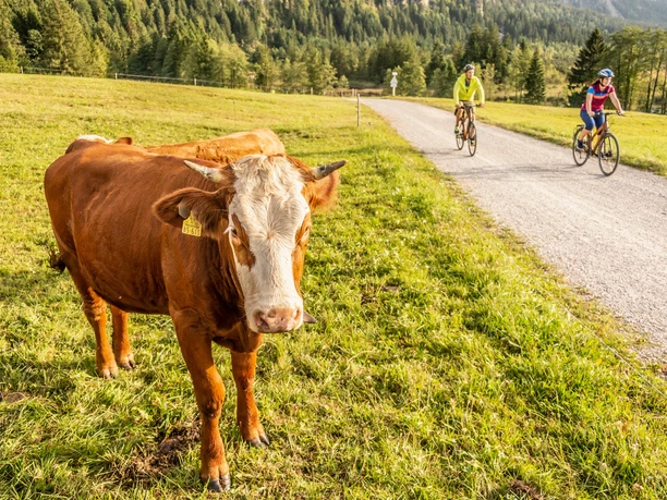 Gut ausgebaute Radwege in der Zugspitz Region