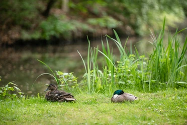 bremen_buergerpark_wfb_melanka_helms-jacobs_opendata_cc0_9430.jpg Zwei Enten am Ufer eines Sees im Bürgepark