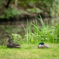 bremen_buergerpark_wfb_melanka_helms-jacobs_opendata_cc0_9430.jpg Zwei Enten am Ufer eines Sees im Bürgepark