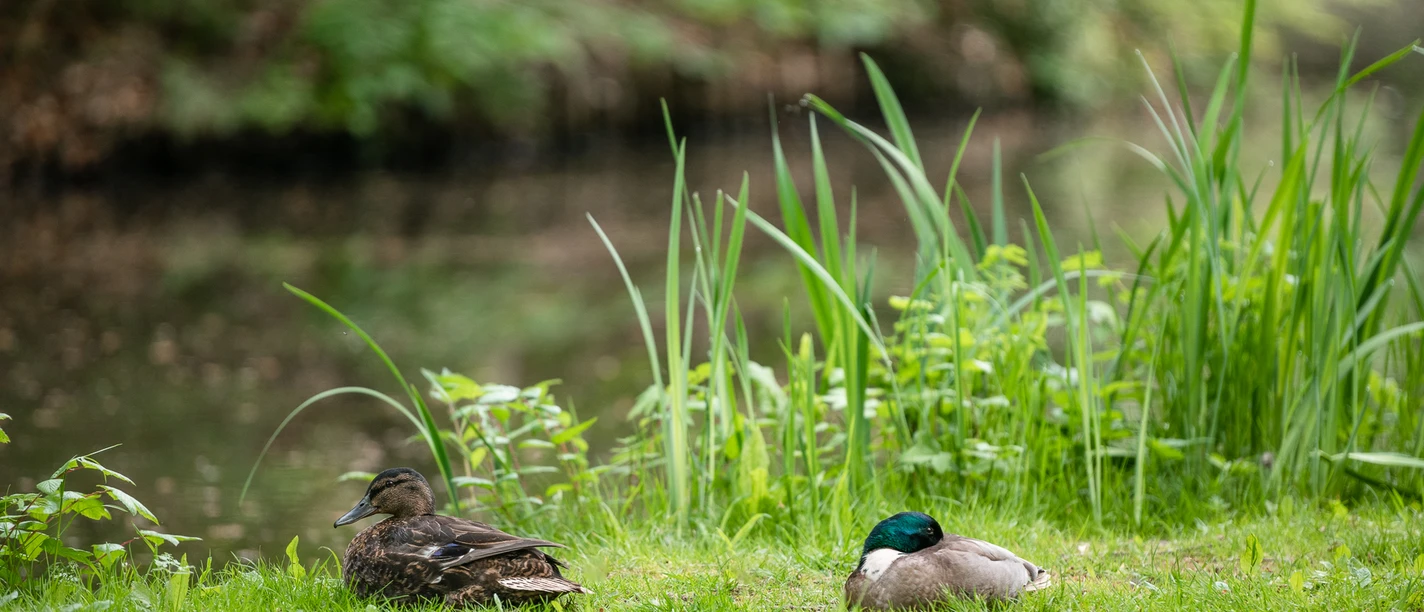 bremen_buergerpark_wfb_melanka_helms-jacobs_opendata_cc0_9430.jpg Zwei Enten am Ufer eines Sees im Bürgepark