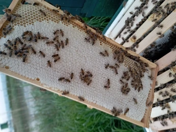 Bienen - Stefan Wagner, Nordleda