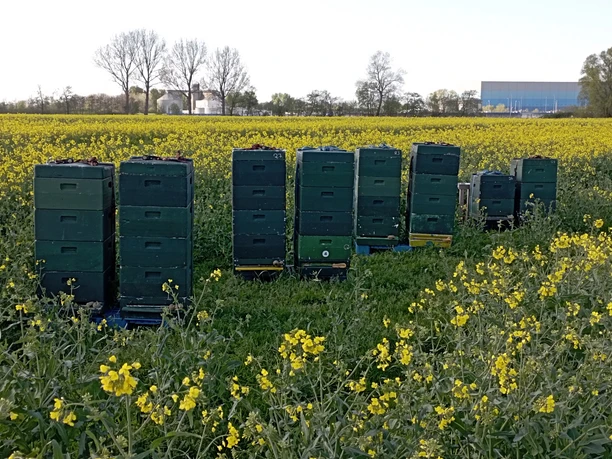 Bienenvölker Stefan Wagner, Nordleda