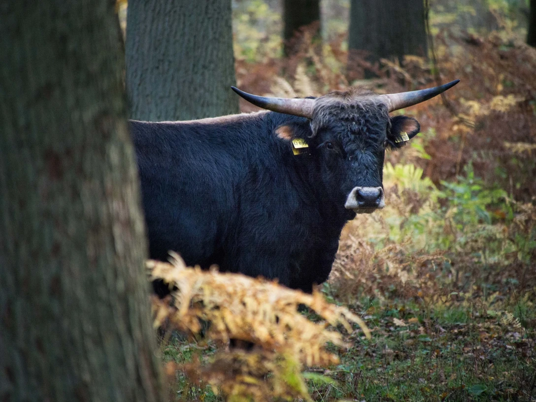 Naturpark Solling-Vogler - Heckrind