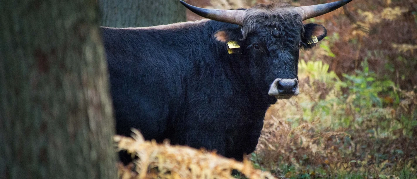 Naturpark Solling-Vogler - Heckrind