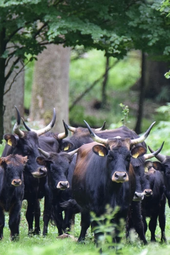 Naturpark Solling-Vogler - Heckrinder