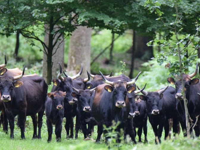 Naturpark Solling-Vogler - Heckrinder