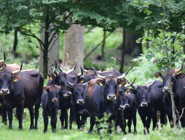 Naturpark Solling-Vogler - Heckrinder