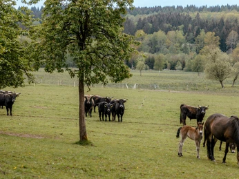 Echt!-Anbieter: Naturpark Solling-Vogler