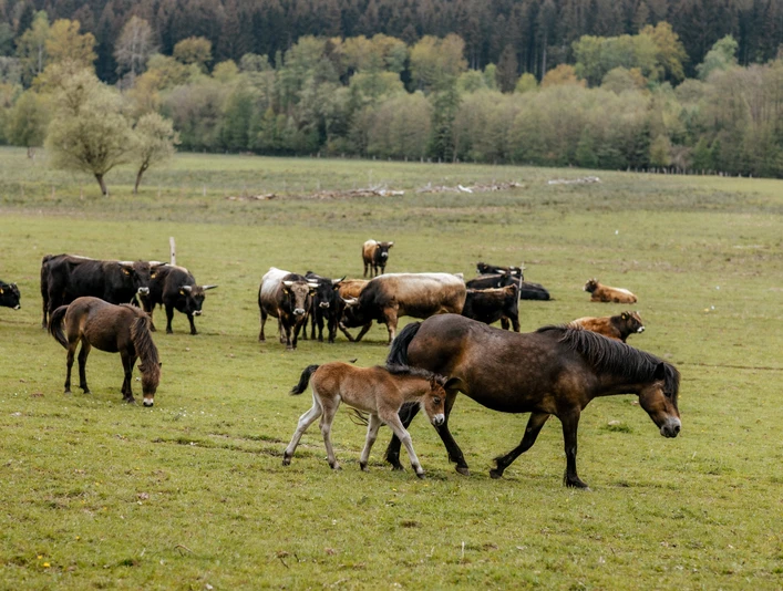 Echt!-Anbieter: Naturpark Solling-Vogler