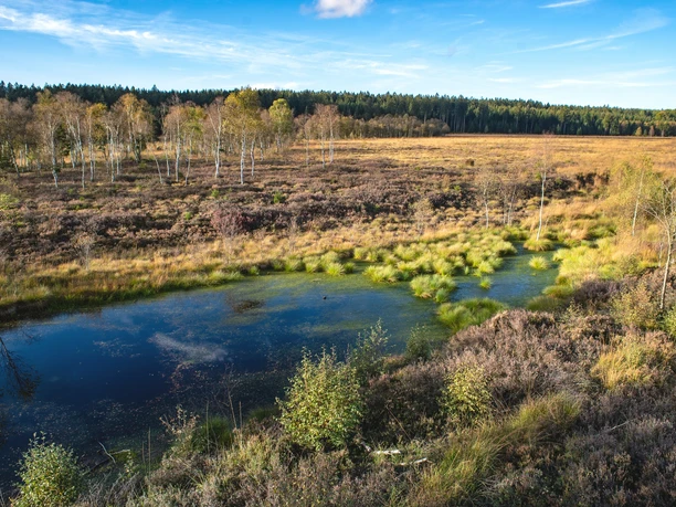 Qualitätstour Hochmoorgeist (S 1) - Blick ins Hochmoor Mecklenbruch